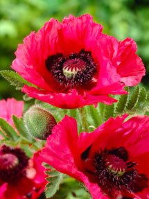 Papaver Watermelon (Pavot oriental)