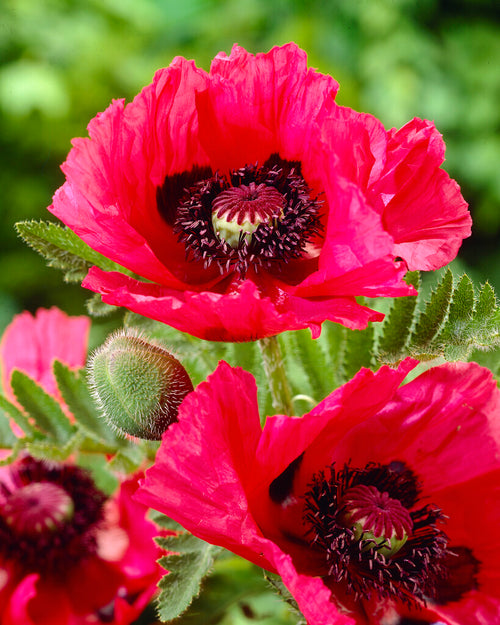 Papaver Watermelon (Pavot oriental) - Expédié sous forme de racines nues au printemps
