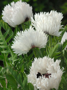 Papaver White Ruffles (Pavot oriental)