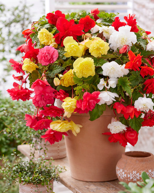 Pendula Mixed Begonias de Hollande
