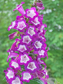 Penstemon Pretty Petticoat