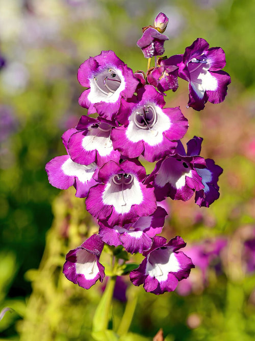 Penstemon Pretty Petticoat à racines nues