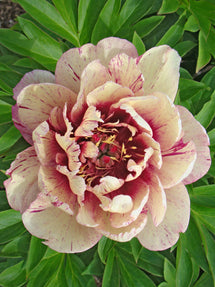 Pivoine All That Jazz