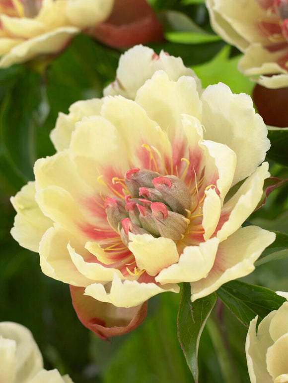  Achat Pivoine Border Charm