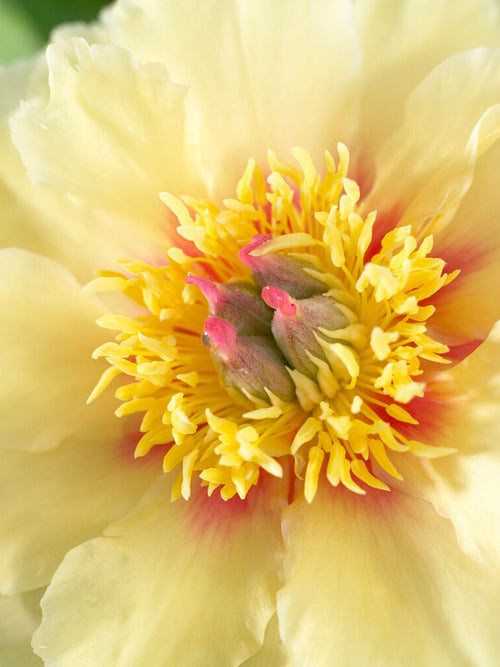  Pivoine Border Charm