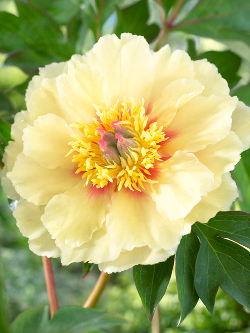  Pivoine Border Charm floraison printanière