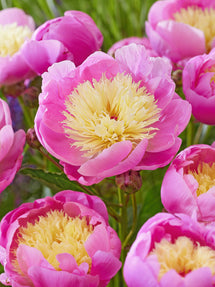 Pivoine Bowl of Beauty