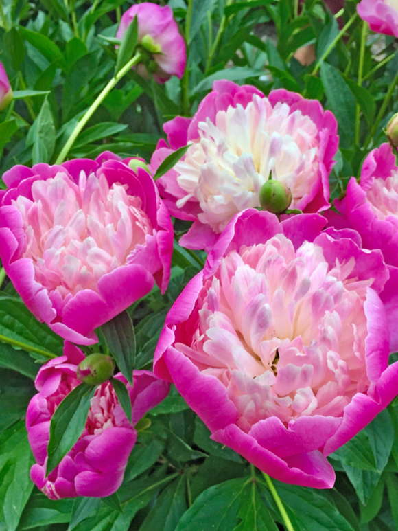 Pivoine Bowl of Beauty