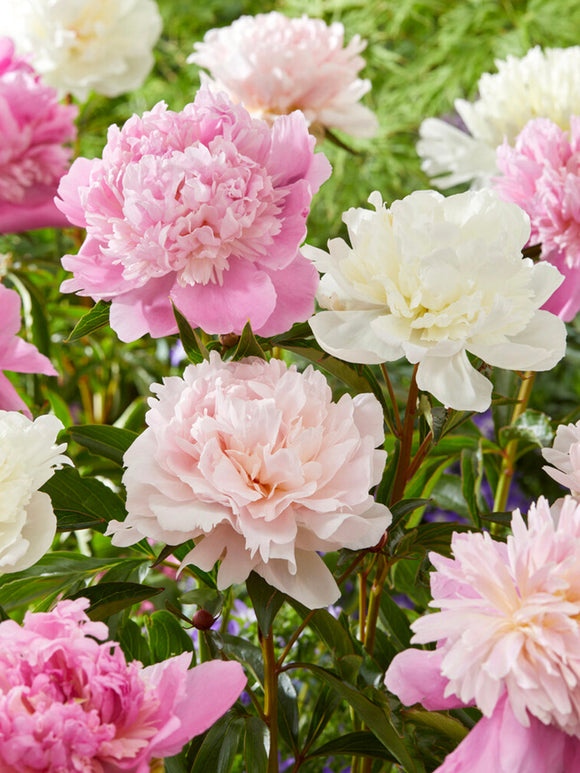 Acheter Pivoine Bridal Bouquet Collection