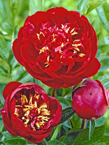 Pivoine Buckeye Belle