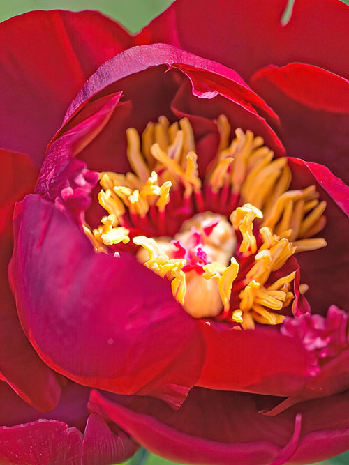 Pivoine Buckeye Belle