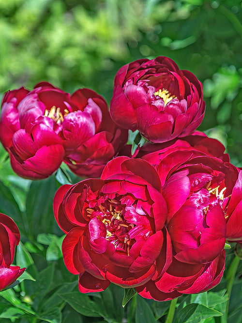 Pivoine Buckeye Belle
