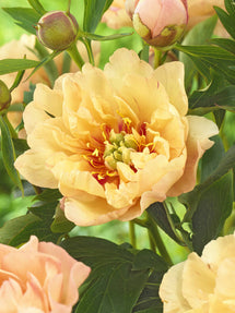 Pivoine Canary Brilliants