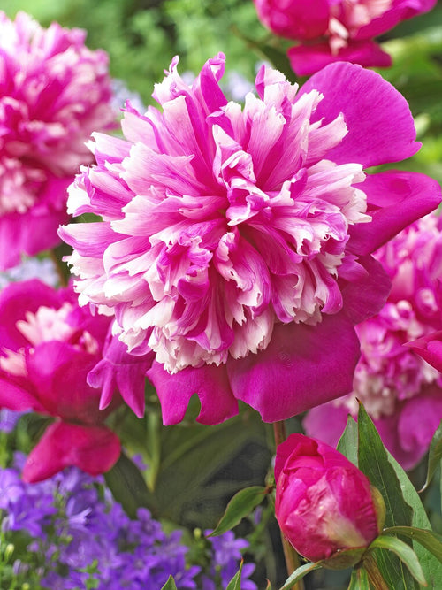 Racines de pivoine - Pivoine Celebrity