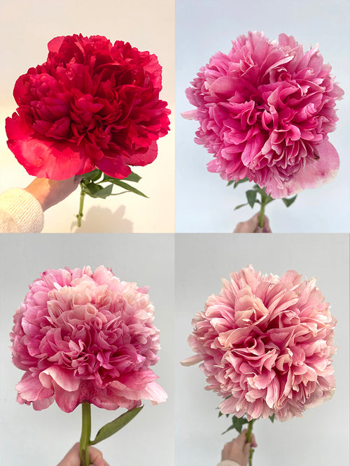Acheter Pivoine Command Performance