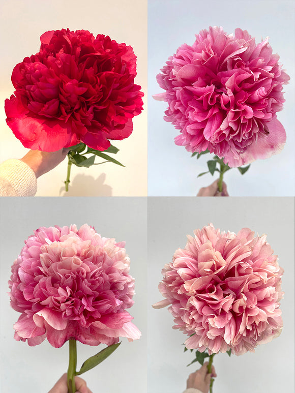 Acheter Pivoine Command Performance