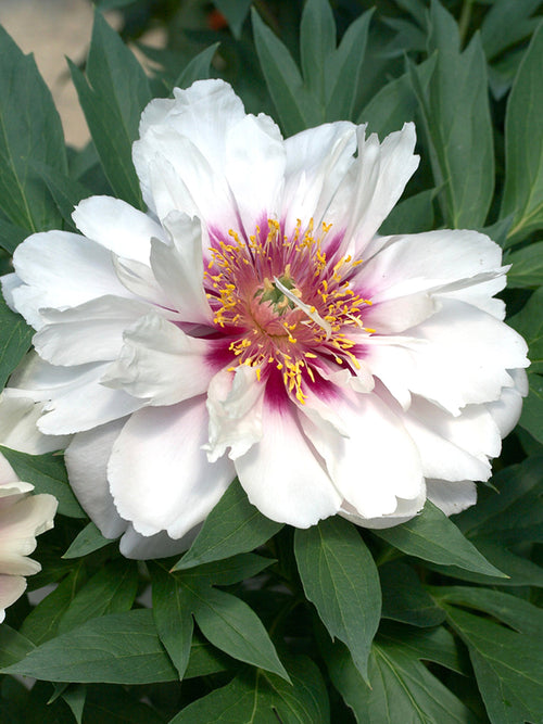 Achat Pivoine Cora Louise