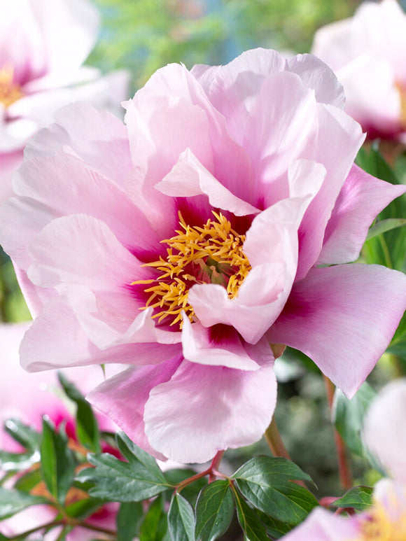 Pivoine Cora Louise expédition d'automne