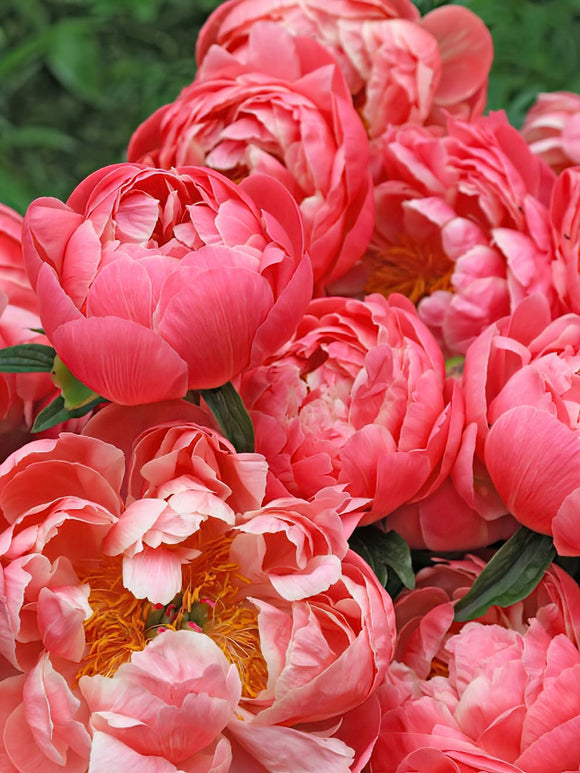 Acheter des pivoines à racines nues pour la France - Pivoine Coral Charm