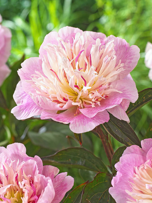 Acheter Pivoine Do Tell