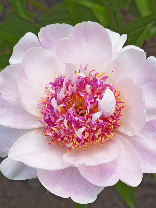 Pivoine Do Tell
