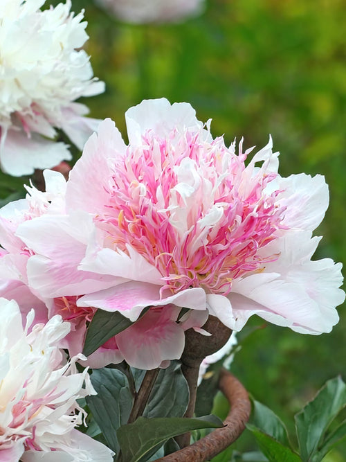 Acheter Pivoine Do Tell