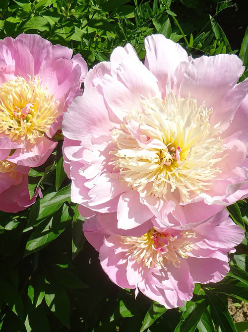 Pivoine Do Tell - Pivoines à racines nues