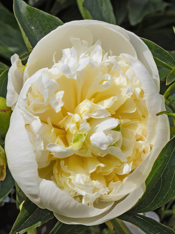 Acheter Pivoine Duchesse de Nemours