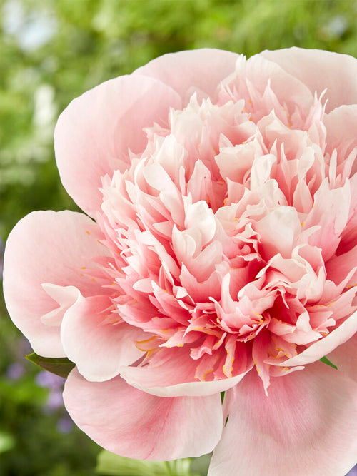 Achat Pivoine Etched Salmon
