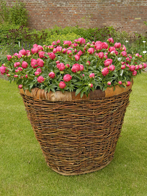 Pivoine Flame