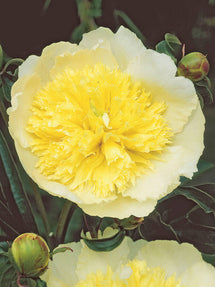 Pivoine Honey Gold