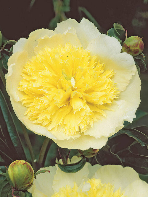 Pivoine Honey Gold