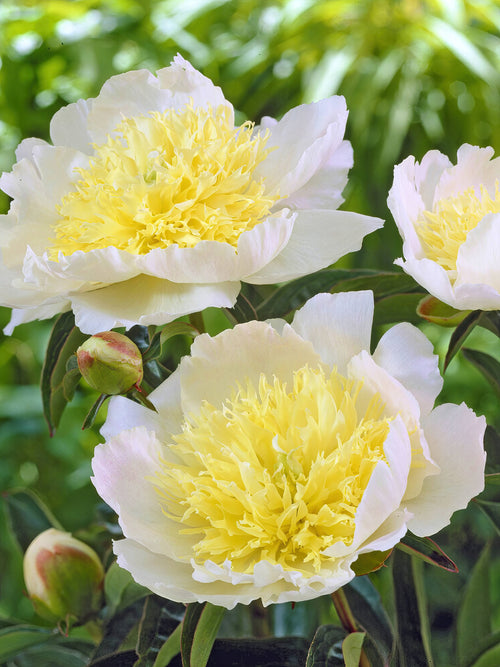 Acheter des pivoines pour les envoyer en France