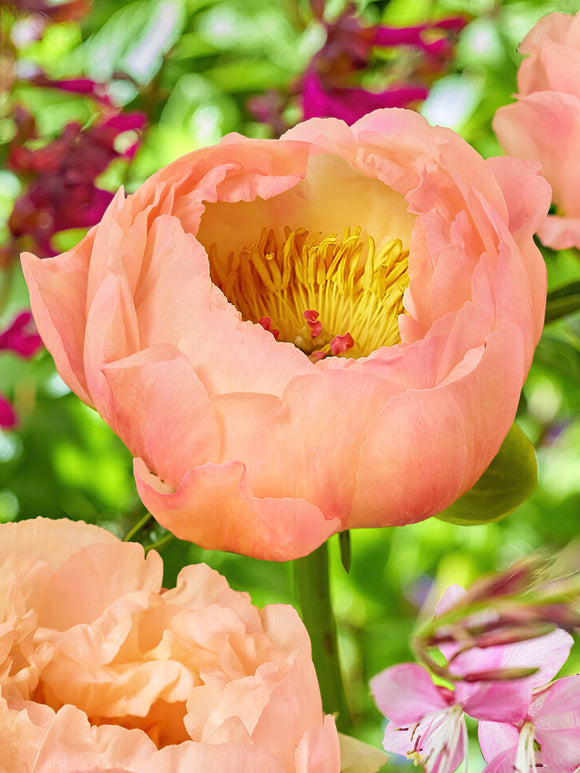 Pivoine Coral Beach (King's Day)