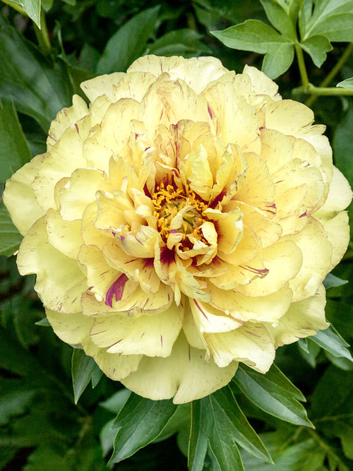 Pivoine Lollipop racines nues