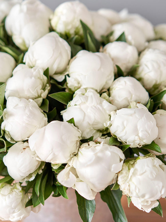 Détail de la pivoine Madame Claude Tain