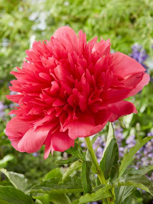 Acheter Pivoine Many Happy Returns