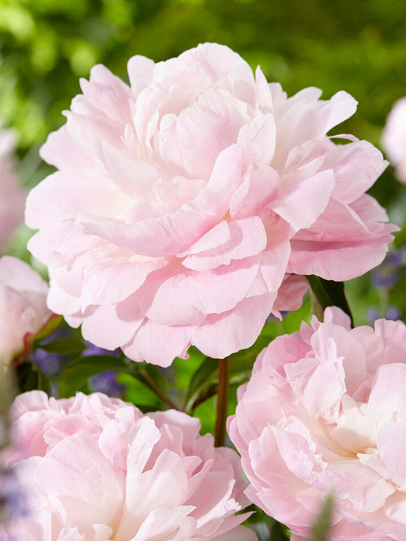 Pivoine Nancy Nora plantation d'automne