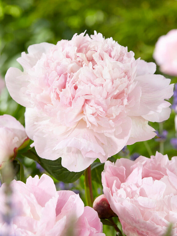 Pivoine Nancy Nora floraison printanière