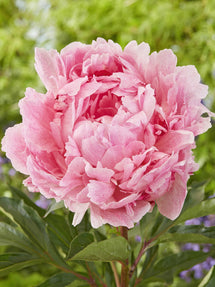 Pivoine Pietertje Vriend Wagenaar