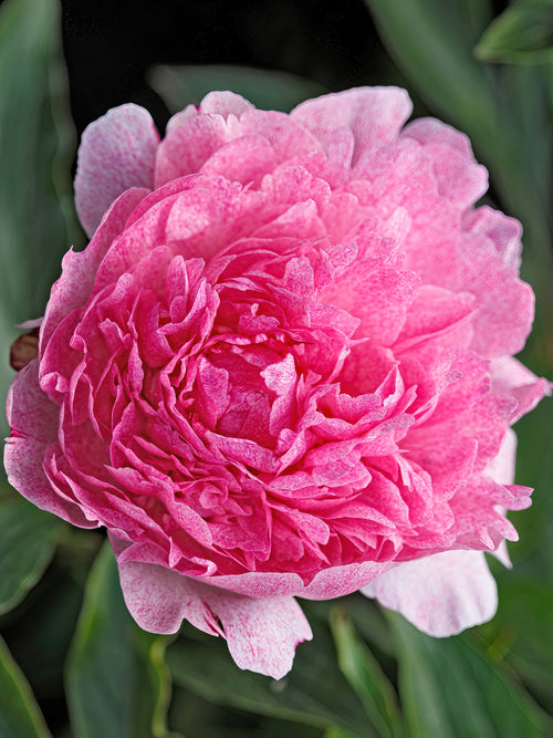 Pivoine Pietertje Vriend Wagenaar