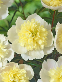 Pivoine Primevère