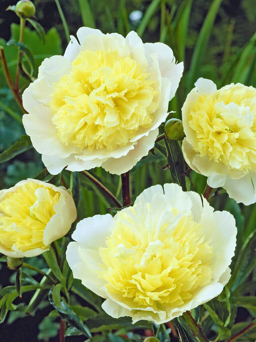 Acheter Pivoine Primevère - Expédition vers la France