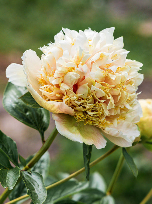 Grande fleur de pivoine crème