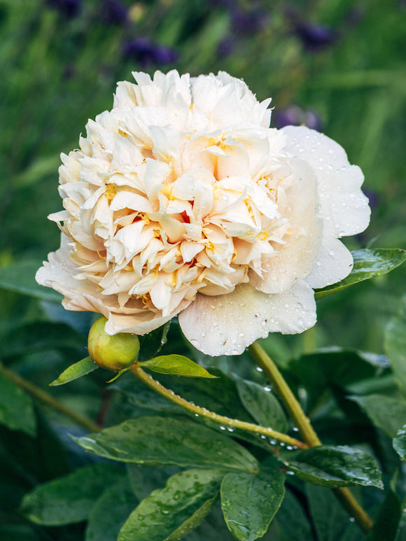 Bouton de pivoine vert s’ouvrant