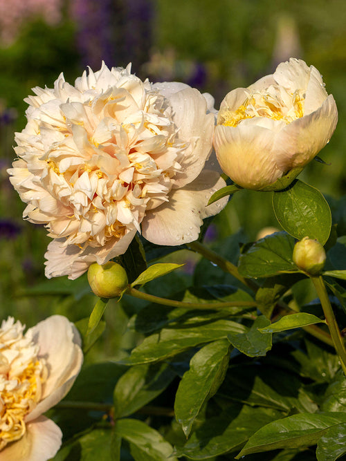 Pivoine double en pleine floraison