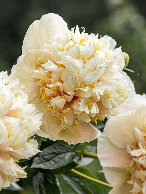 Pivoine Quitzin fleur crème et jaune
