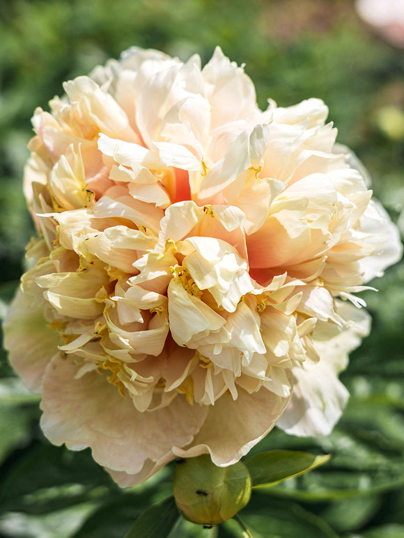 Pivoine Quitzin fleur crème et jaune