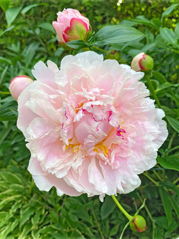 Acheter Pivoine Raspberry Sundae