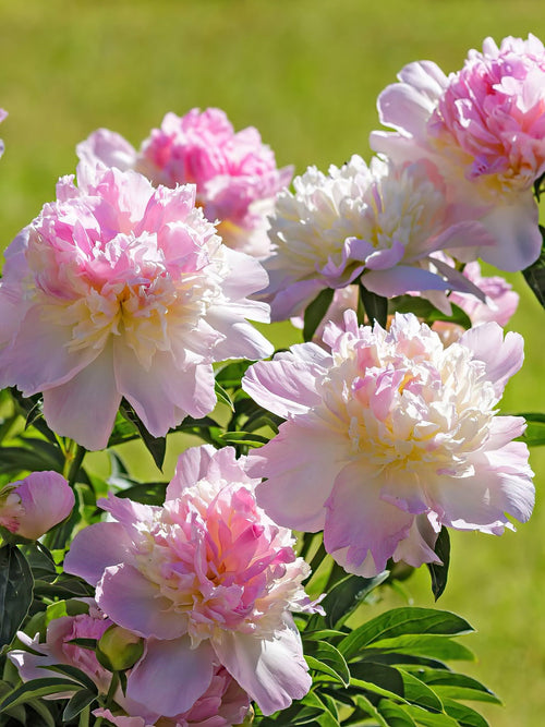 Acheter Pivoine Raspberry Sundae - Expédition vers la France